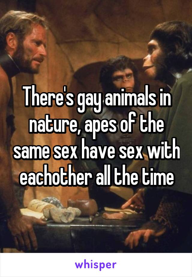 There's gay animals in nature, apes of the same sex have sex with eachother all the time