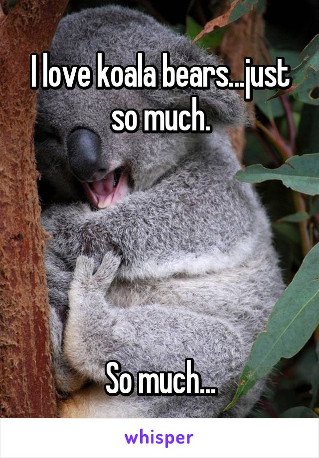 I love koala bears...just so much.





So much...