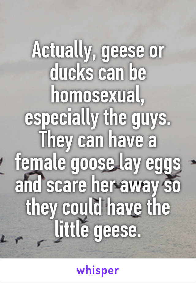 Actually, geese or ducks can be homosexual, especially the guys. They can have a female goose lay eggs and scare her away so they could have the little geese.