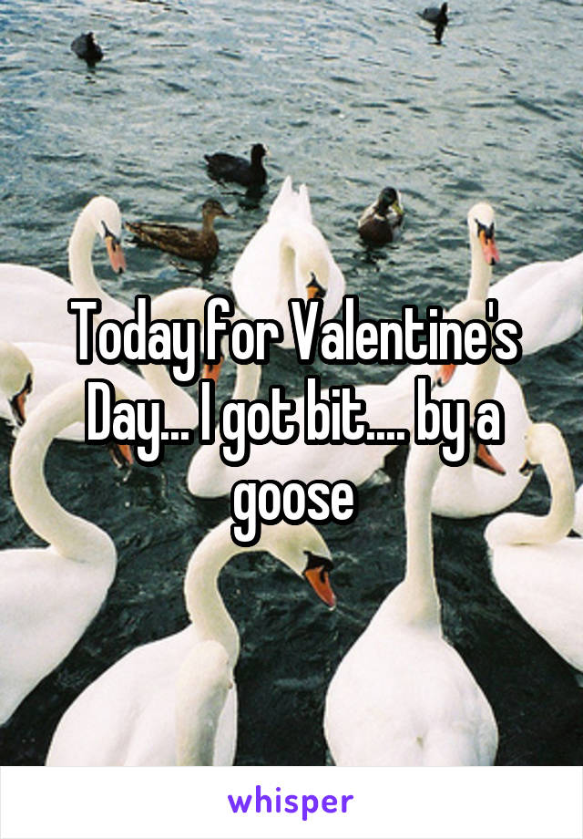 Today for Valentine's Day... I got bit.... by a goose