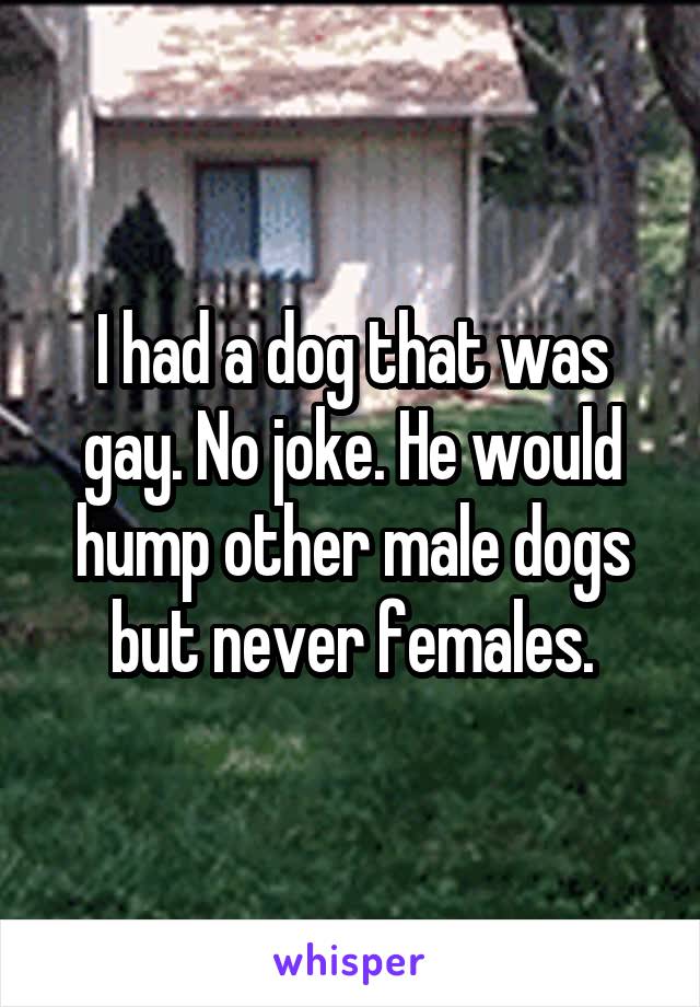 I had a dog that was gay. No joke. He would hump other male dogs but never females.