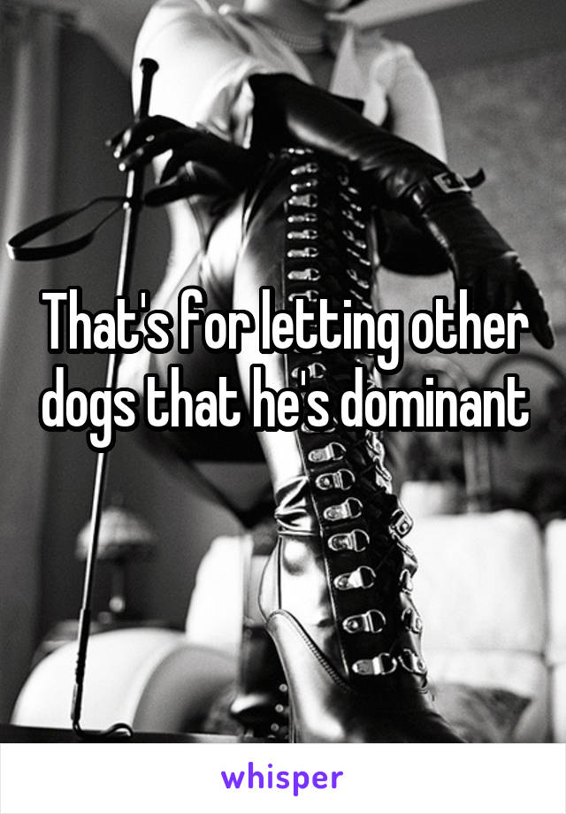 That's for letting other dogs that he's dominant 