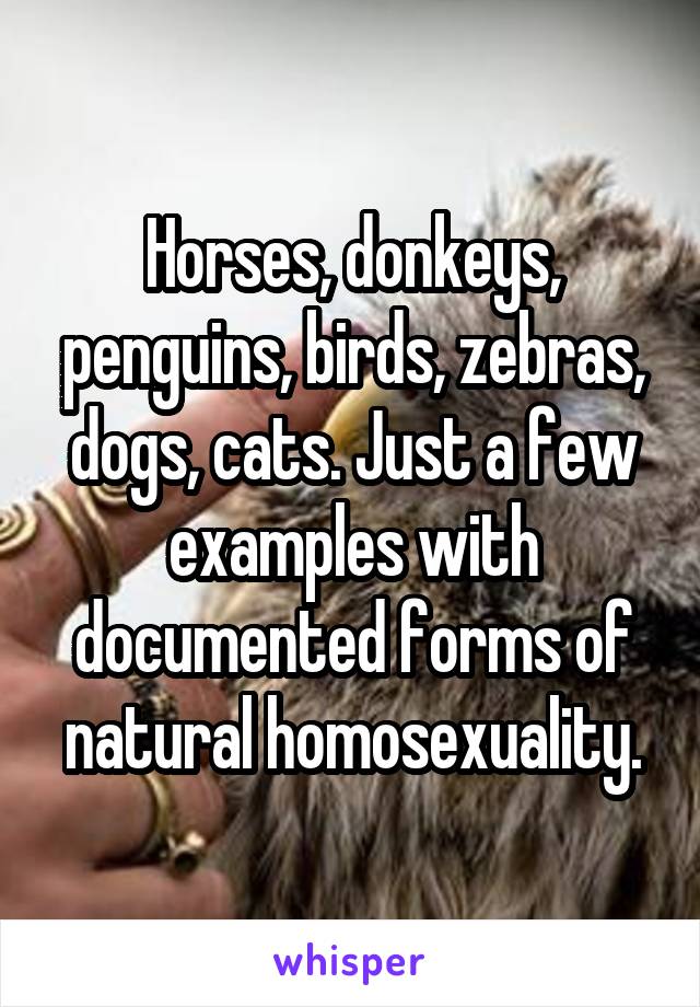 Horses, donkeys, penguins, birds, zebras, dogs, cats. Just a few examples with documented forms of natural homosexuality.