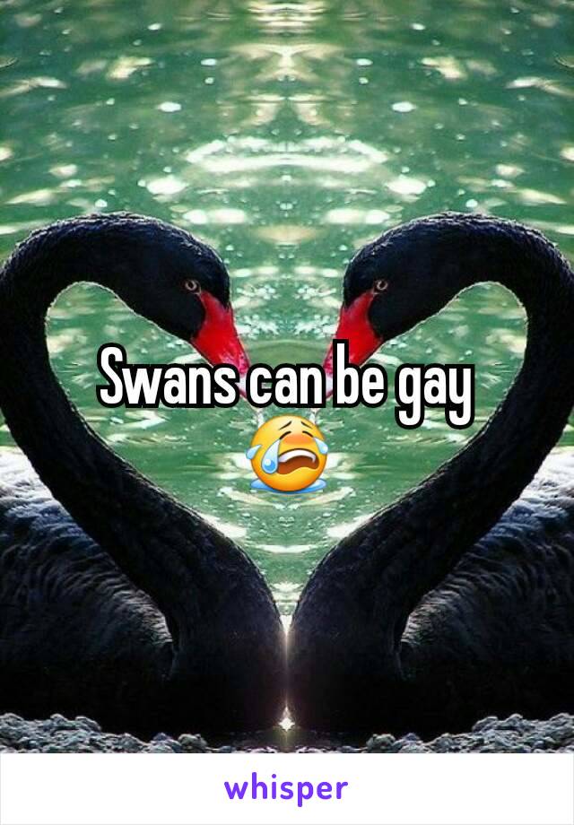 Swans can be gay
😭