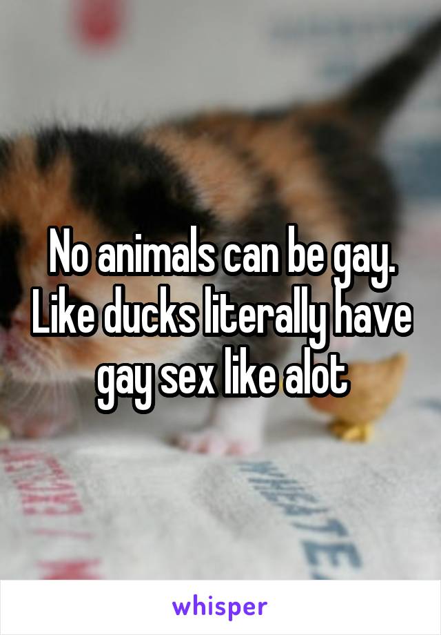 No animals can be gay. Like ducks literally have gay sex like alot