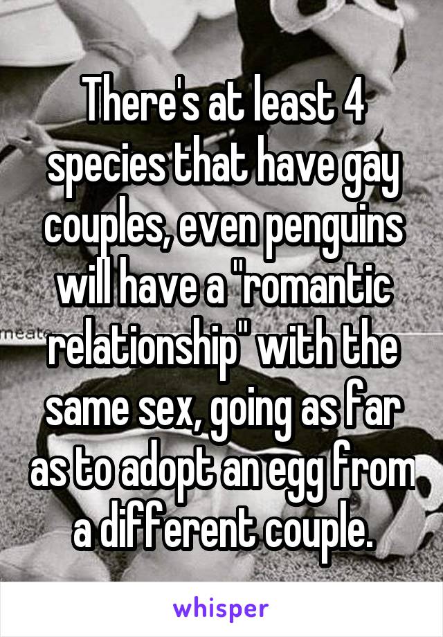 There's at least 4 species that have gay couples, even penguins will have a "romantic relationship" with the same sex, going as far as to adopt an egg from a different couple.