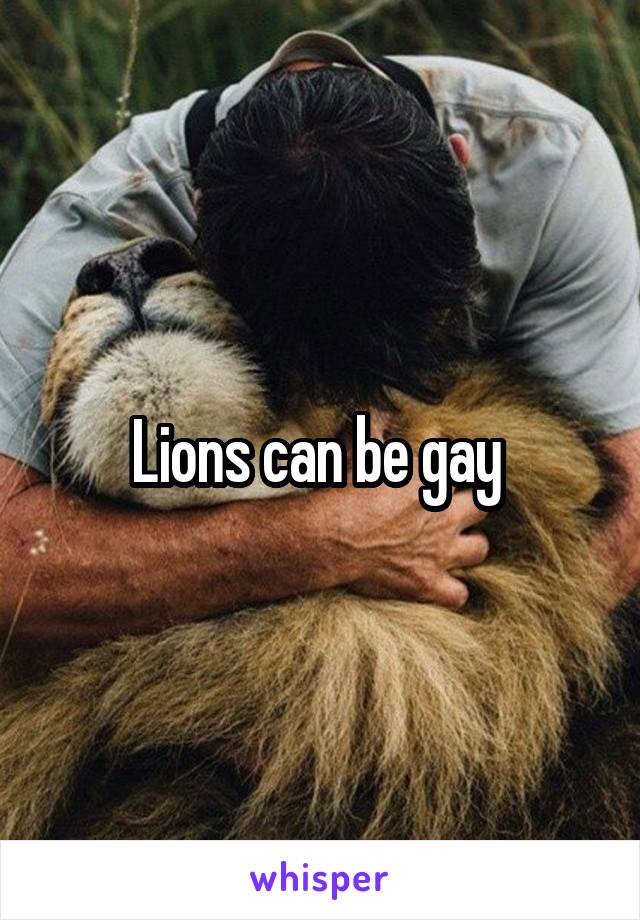 Lions can be gay 