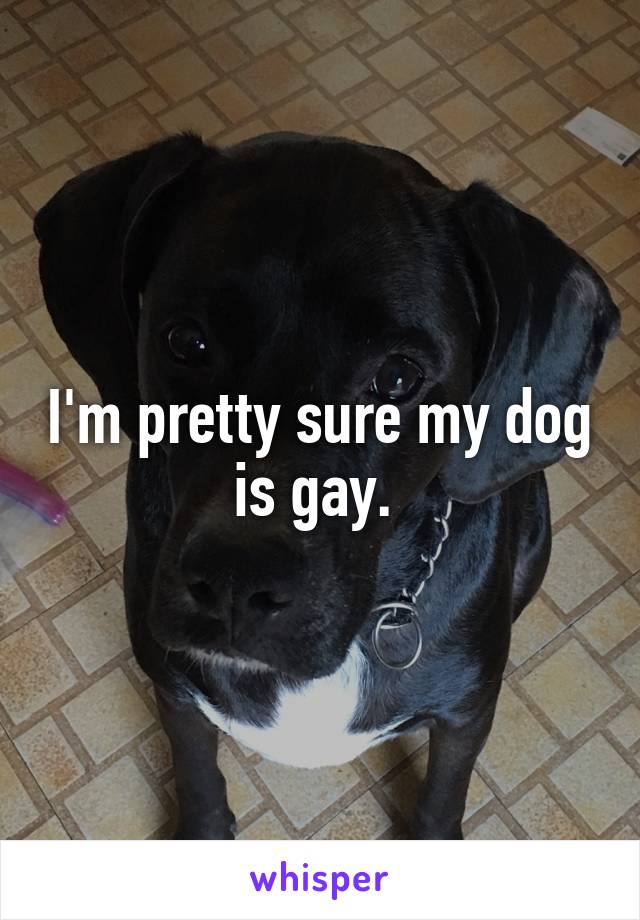 I'm pretty sure my dog is gay. 