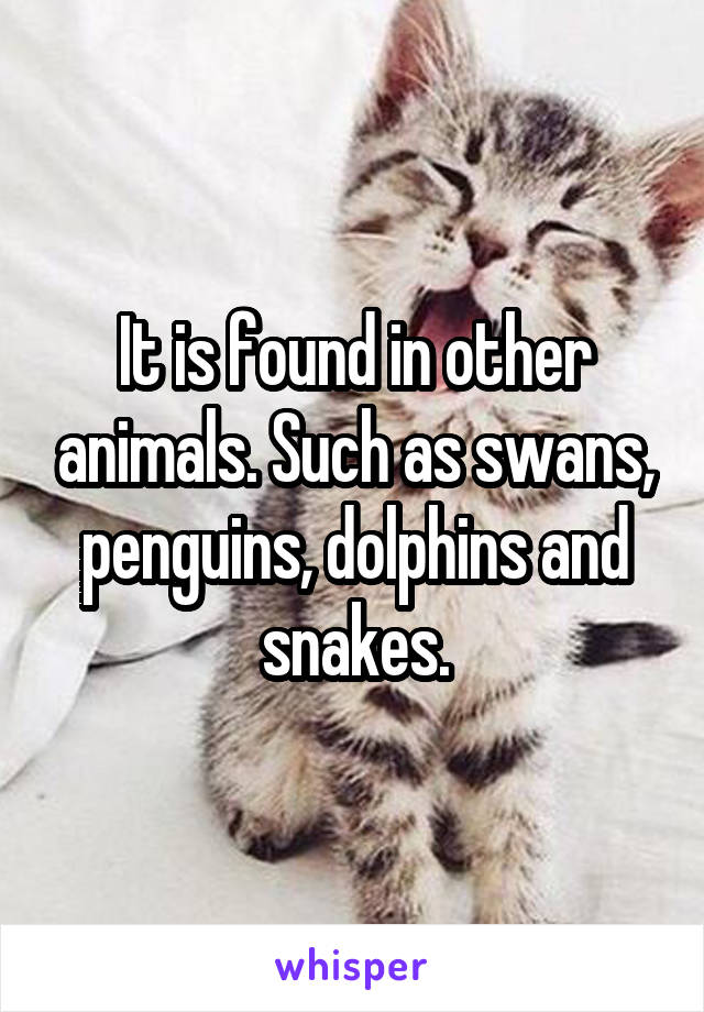 It is found in other animals. Such as swans, penguins, dolphins and snakes.