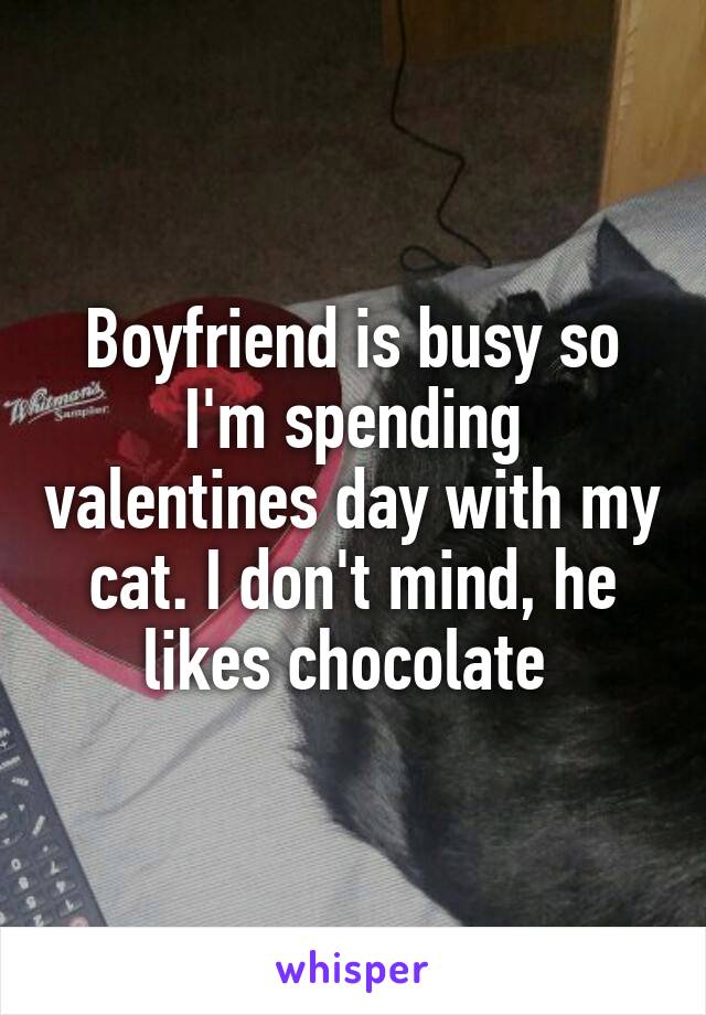 Boyfriend is busy so I'm spending valentines day with my cat. I don't mind, he likes chocolate 