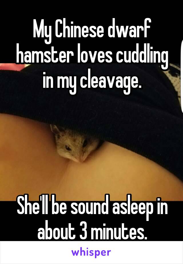 My Chinese dwarf hamster loves cuddling in my cleavage.




She'll be sound asleep in about 3 minutes.