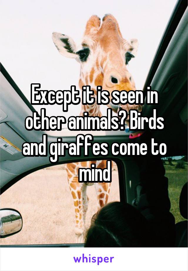 Except it is seen in other animals? Birds and giraffes come to mind