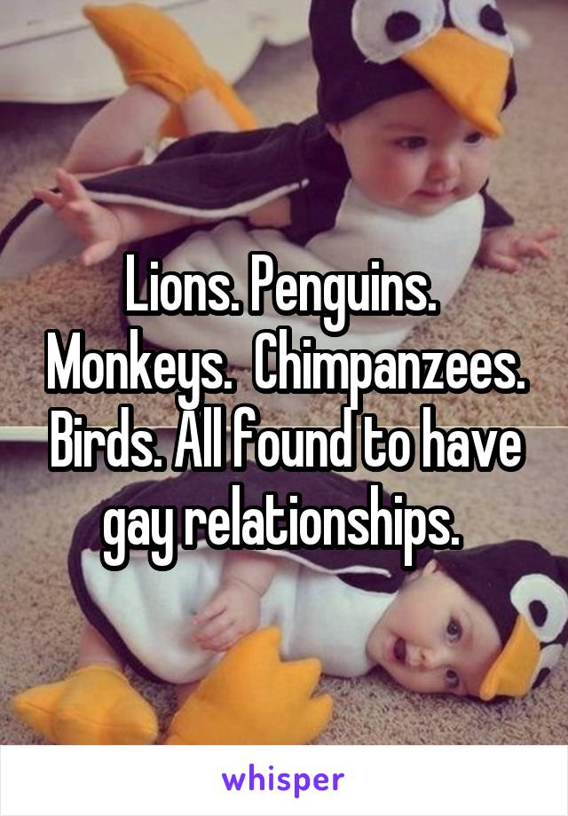 Lions. Penguins.  Monkeys.  Chimpanzees. Birds. All found to have gay relationships. 