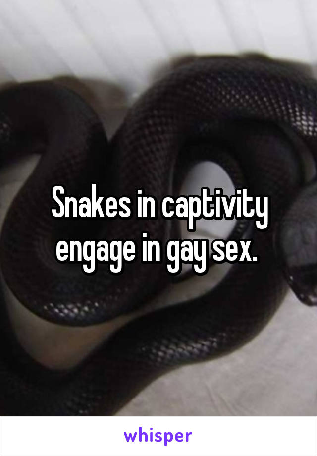 Snakes in captivity engage in gay sex. 