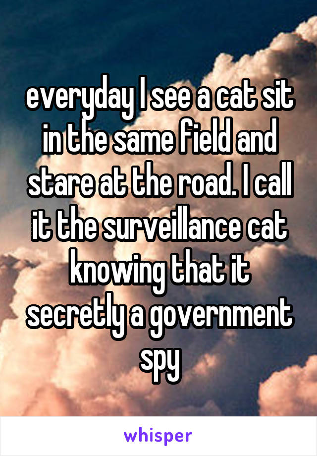 everyday I see a cat sit in the same field and stare at the road. I call it the surveillance cat knowing that it secretly a government spy