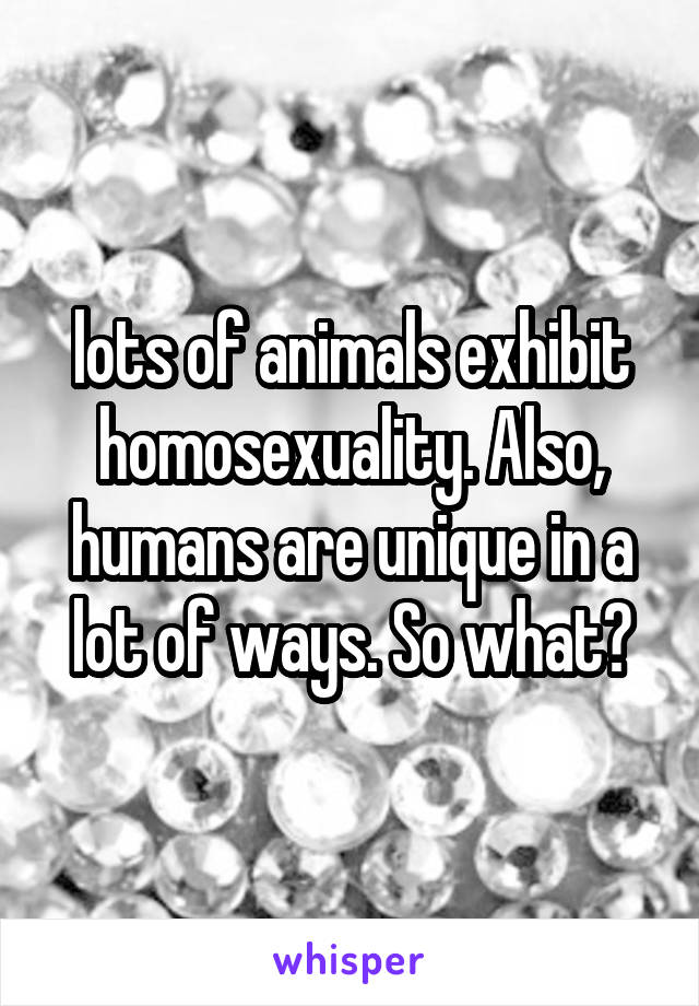 lots of animals exhibit homosexuality. Also, humans are unique in a lot of ways. So what?