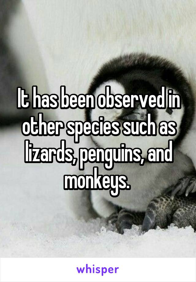 It has been observed in other species such as lizards, penguins, and monkeys. 