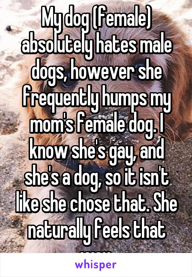 My dog (female) absolutely hates male dogs, however she frequently humps my mom's female dog. I know she's gay, and she's a dog, so it isn't like she chose that. She naturally feels that way.