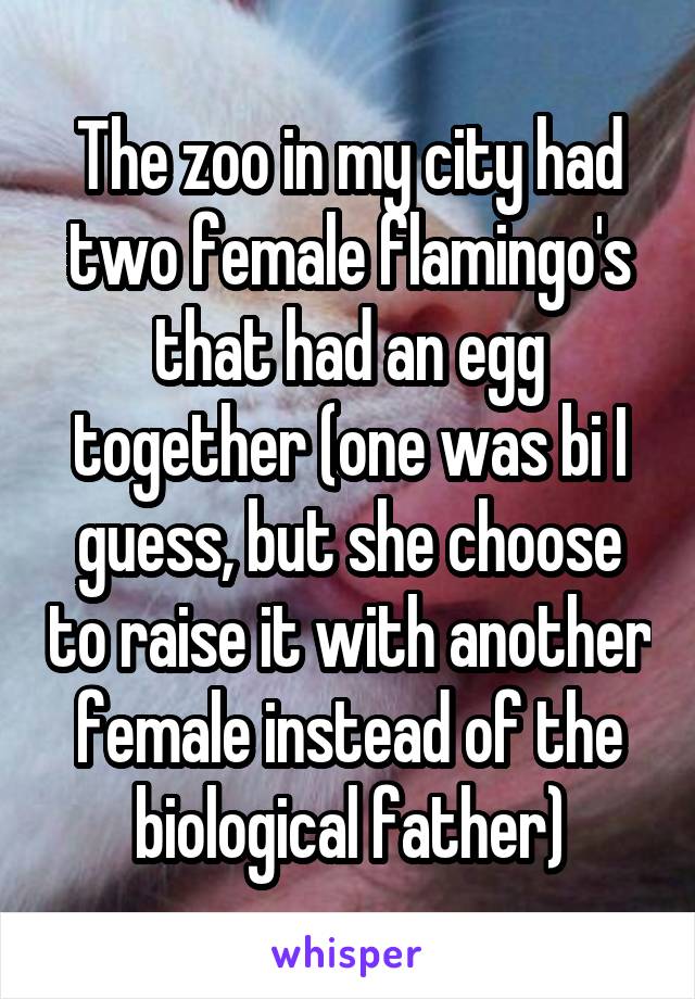 The zoo in my city had two female flamingo's that had an egg together (one was bi I guess, but she choose to raise it with another female instead of the biological father)