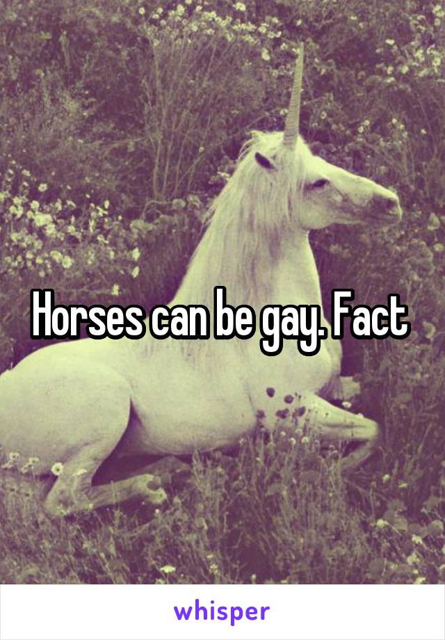 Horses can be gay. Fact 