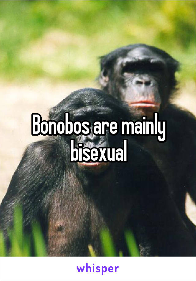 Bonobos are mainly bisexual