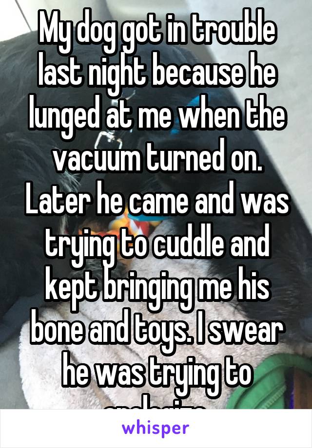 My dog got in trouble last night because he lunged at me when the vacuum turned on. Later he came and was trying to cuddle and kept bringing me his bone and toys. I swear he was trying to apologize.