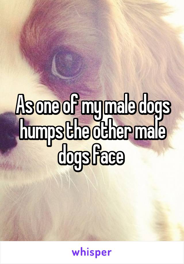 As one of my male dogs humps the other male dogs face 