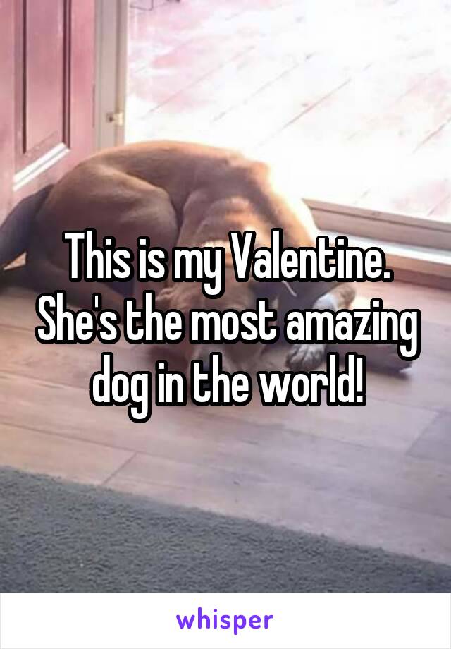 This is my Valentine. She's the most amazing dog in the world!