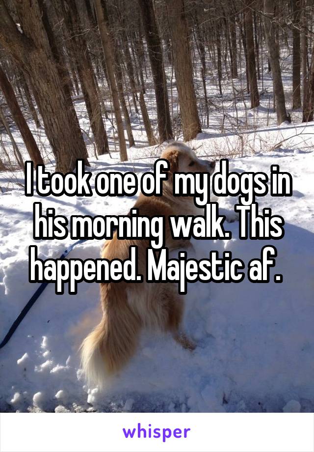 I took one of my dogs in his morning walk. This happened. Majestic af. 