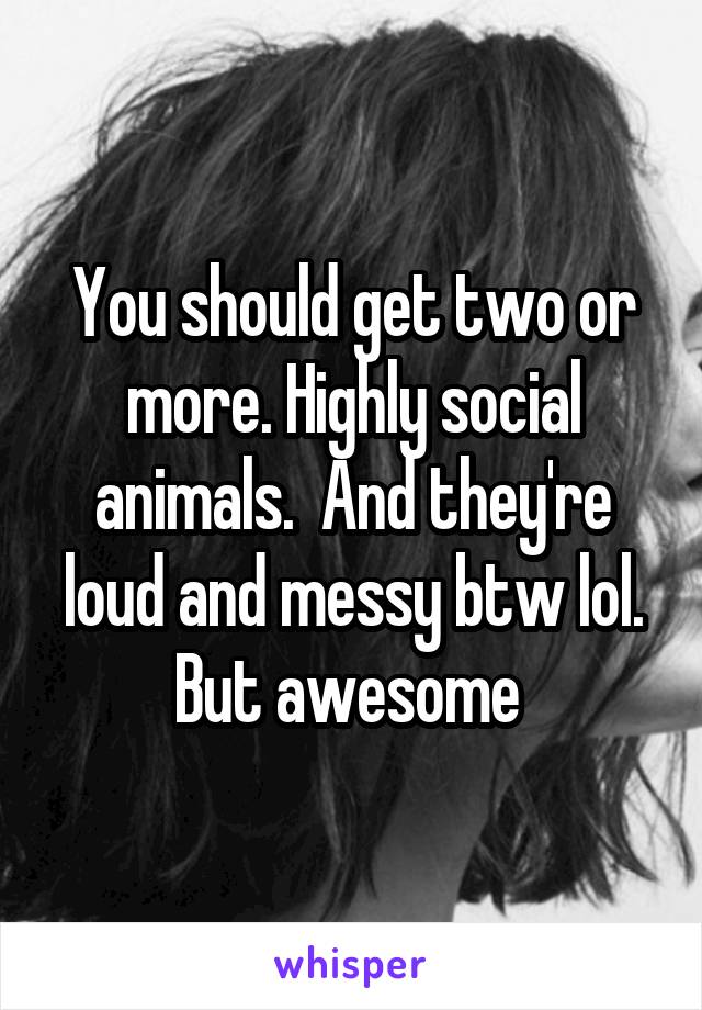 You should get two or more. Highly social animals.  And they're loud and messy btw lol. But awesome 