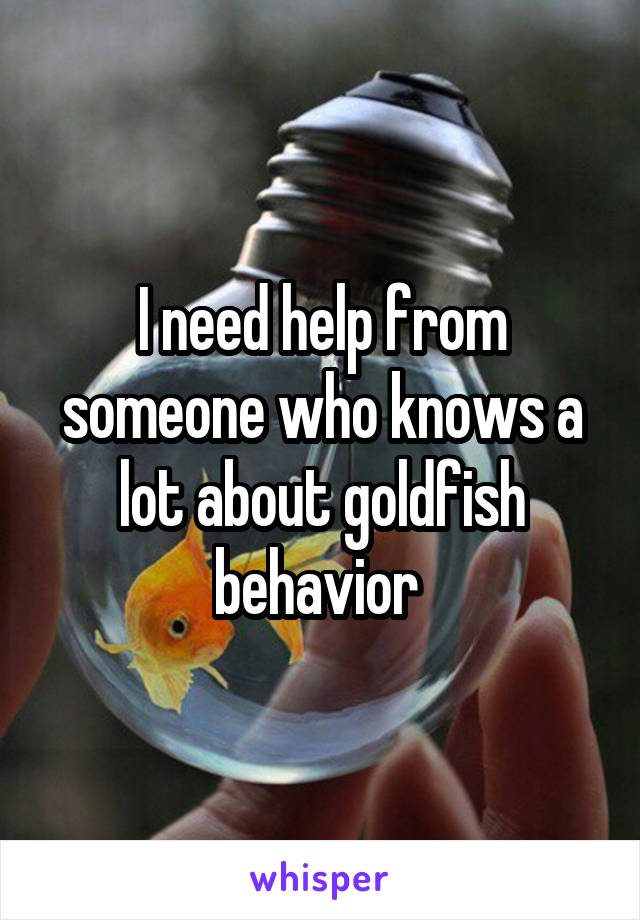 I need help from someone who knows a lot about goldfish behavior 