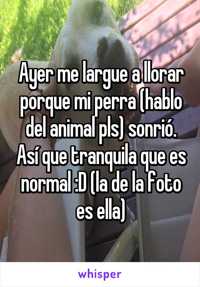 Ayer me largue a llorar porque mi perra (hablo del animal pls) sonrió. Así que tranquila que es normal :D (la de la foto es ella)