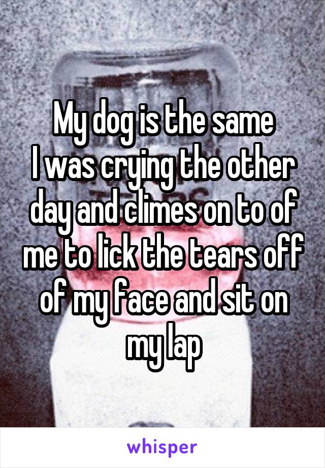 My dog is the same
I was crying the other day and climes on to of me to lick the tears off of my face and sit on my lap