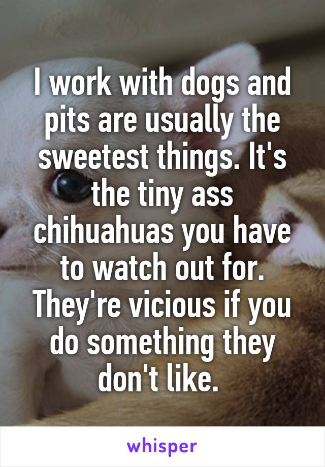 I work with dogs and pits are usually the sweetest things. It's the tiny ass chihuahuas you have to watch out for. They're vicious if you do something they don't like. 