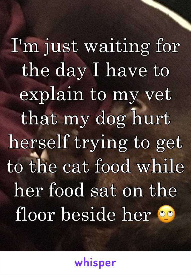 I'm just waiting for the day I have to explain to my vet that my dog hurt herself trying to get to the cat food while her food sat on the floor beside her 🙄