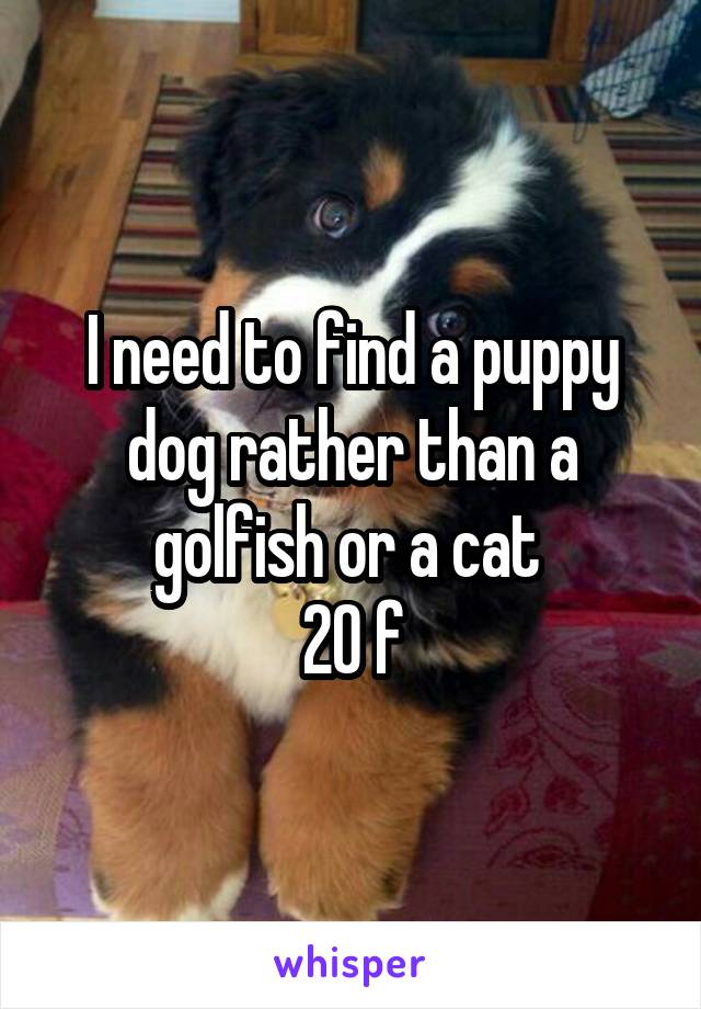 I need to find a puppy dog rather than a golfish or a cat 
20 f