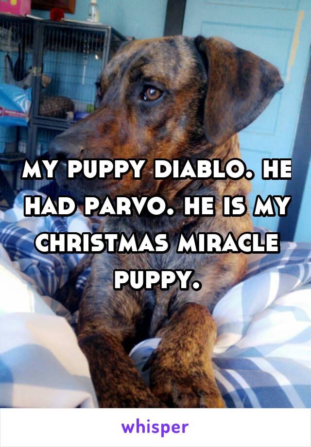 my puppy diablo. he had parvo. he is my christmas miracle puppy.