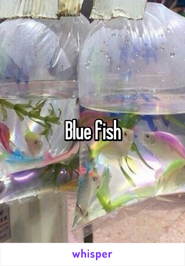 Blue fish