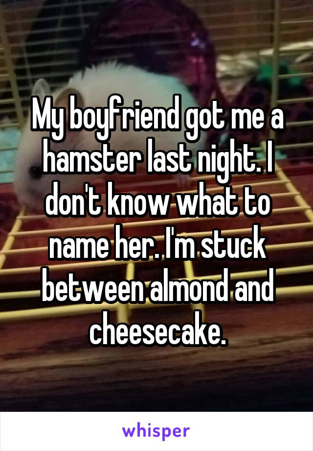 My boyfriend got me a hamster last night. I don't know what to name her. I'm stuck between almond and cheesecake.