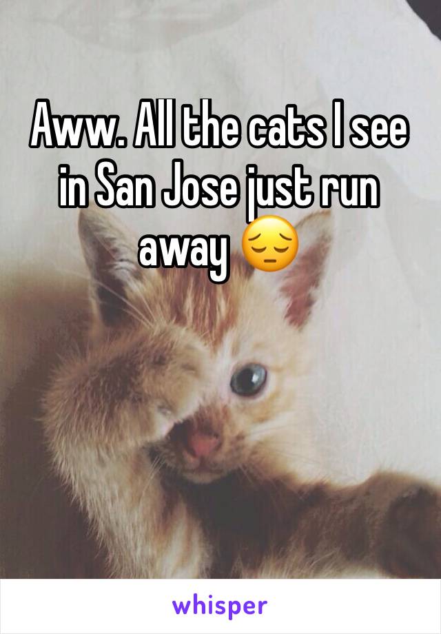 Aww. All the cats I see in San Jose just run away 😔