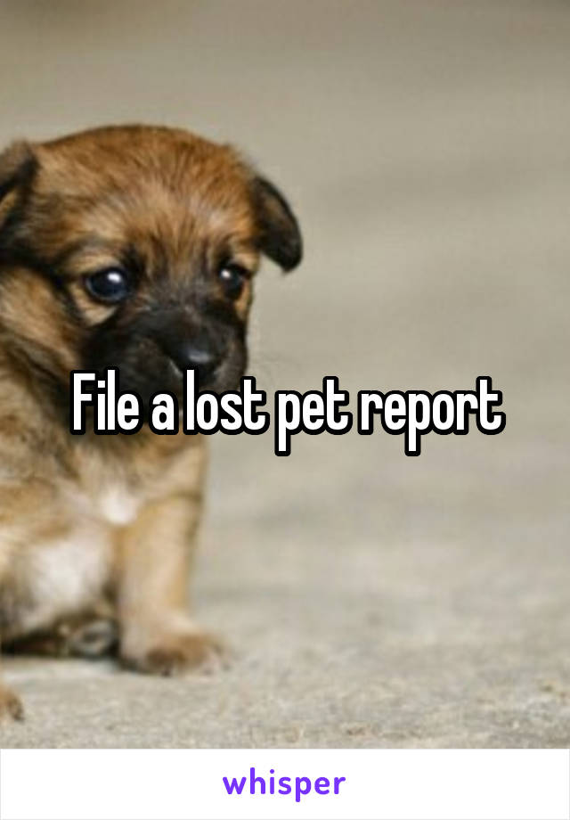 File a lost pet report