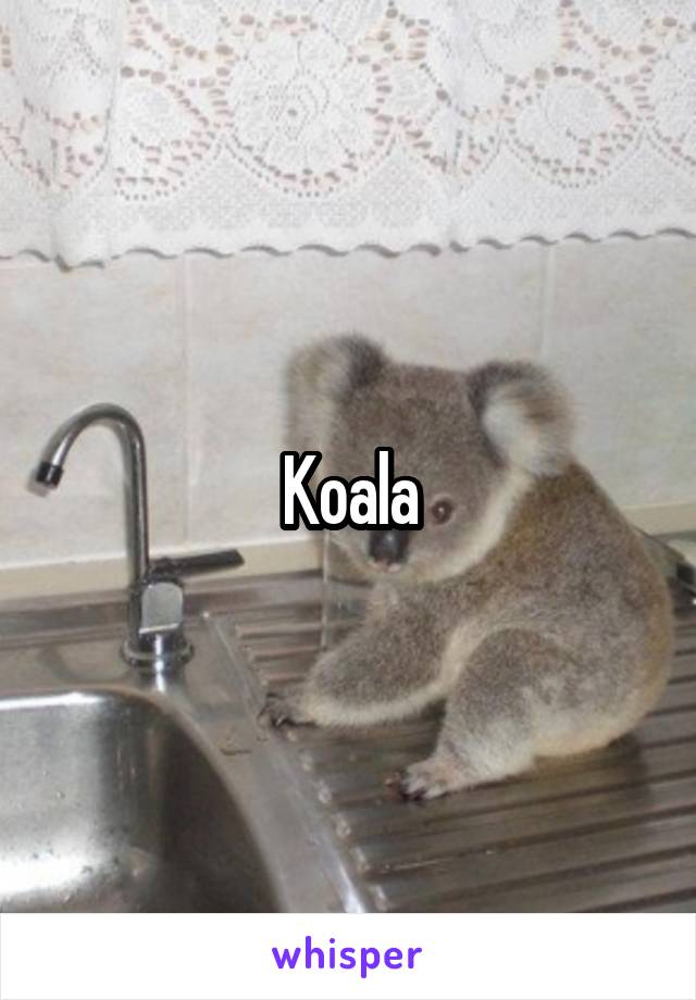 Koala