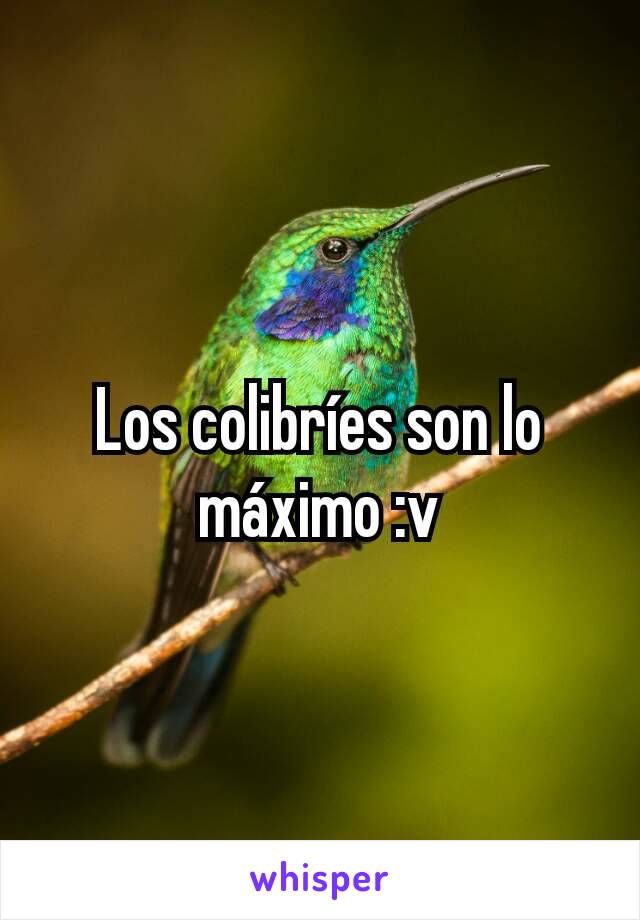 Los colibríes son lo máximo :v