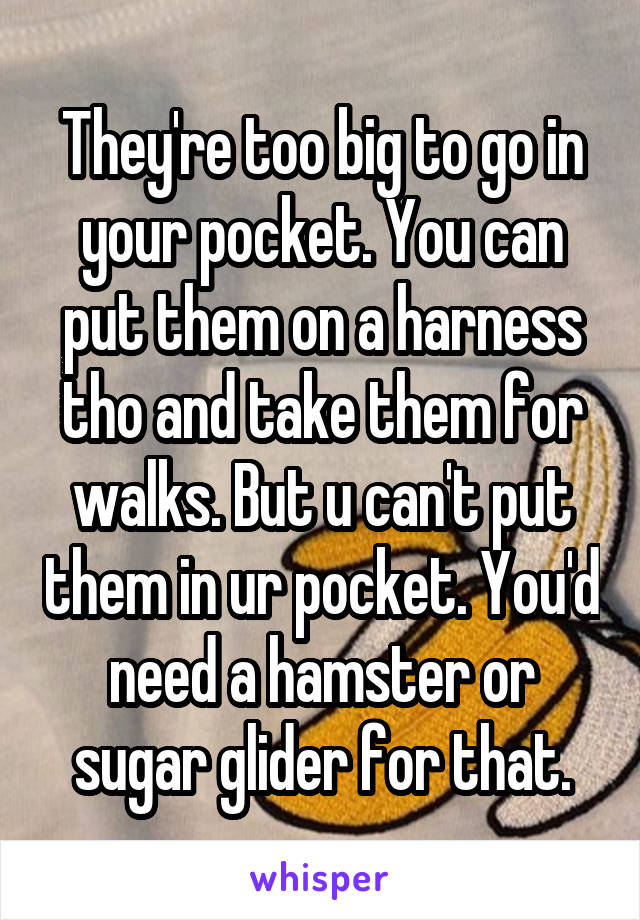 They're too big to go in your pocket. You can put them on a harness tho and take them for walks. But u can't put them in ur pocket. You'd need a hamster or sugar glider for that.