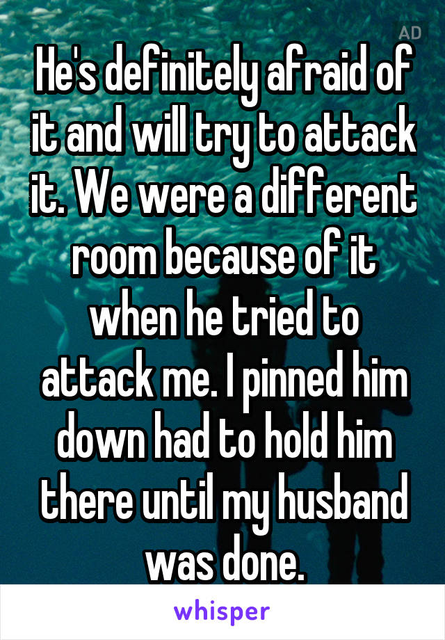 He's definitely afraid of it and will try to attack it. We were a different room because of it when he tried to attack me. I pinned him down had to hold him there until my husband was done.