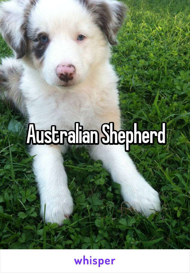 Australian Shepherd