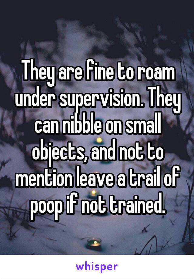 They are fine to roam under supervision. They can nibble on small objects, and not to mention leave a trail of poop if not trained.