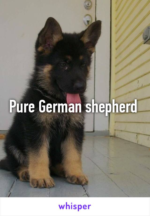 Pure German shepherd 