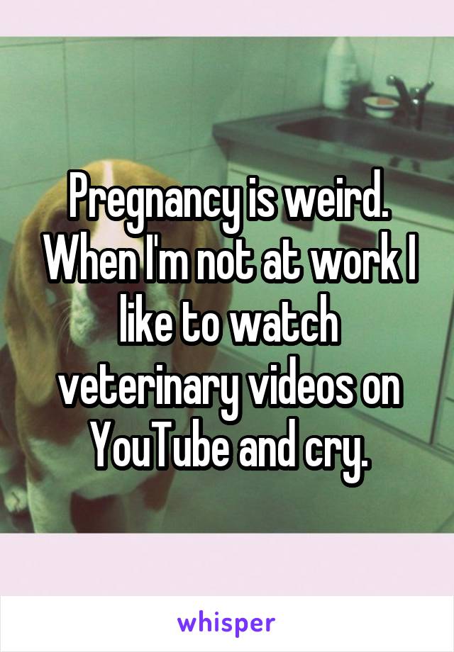 Pregnancy is weird. When I'm not at work I like to watch veterinary videos on YouTube and cry.