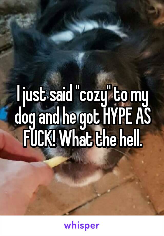 I just said "cozy" to my dog and he got HYPE AS FUCK! What the hell.